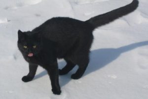 Schwarze Katze auf weißem Schnee