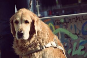 Blindenführhund - Copyright: BSVÖ