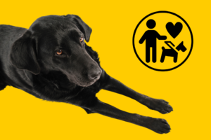 Bildbeschreibung: Ein schwarzer Labrador mit gutmütigem Blick. Daneben ist ein Icon zu sehen: ein stilisierter Blindenführhund mit einem Menschen und zwischen ihnen ein Herzsymbol